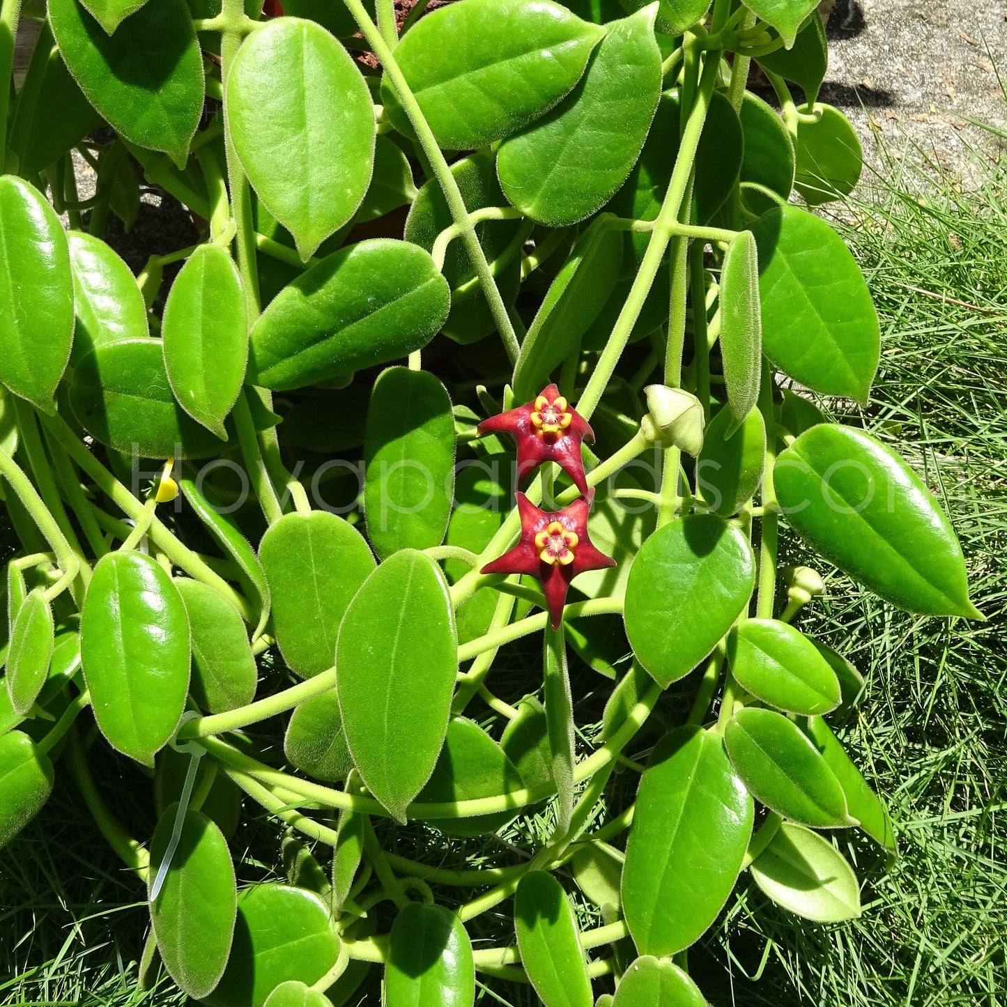 Plante Hoya Eriostemma guppyi Hoyaparadis.com Guadeloupe