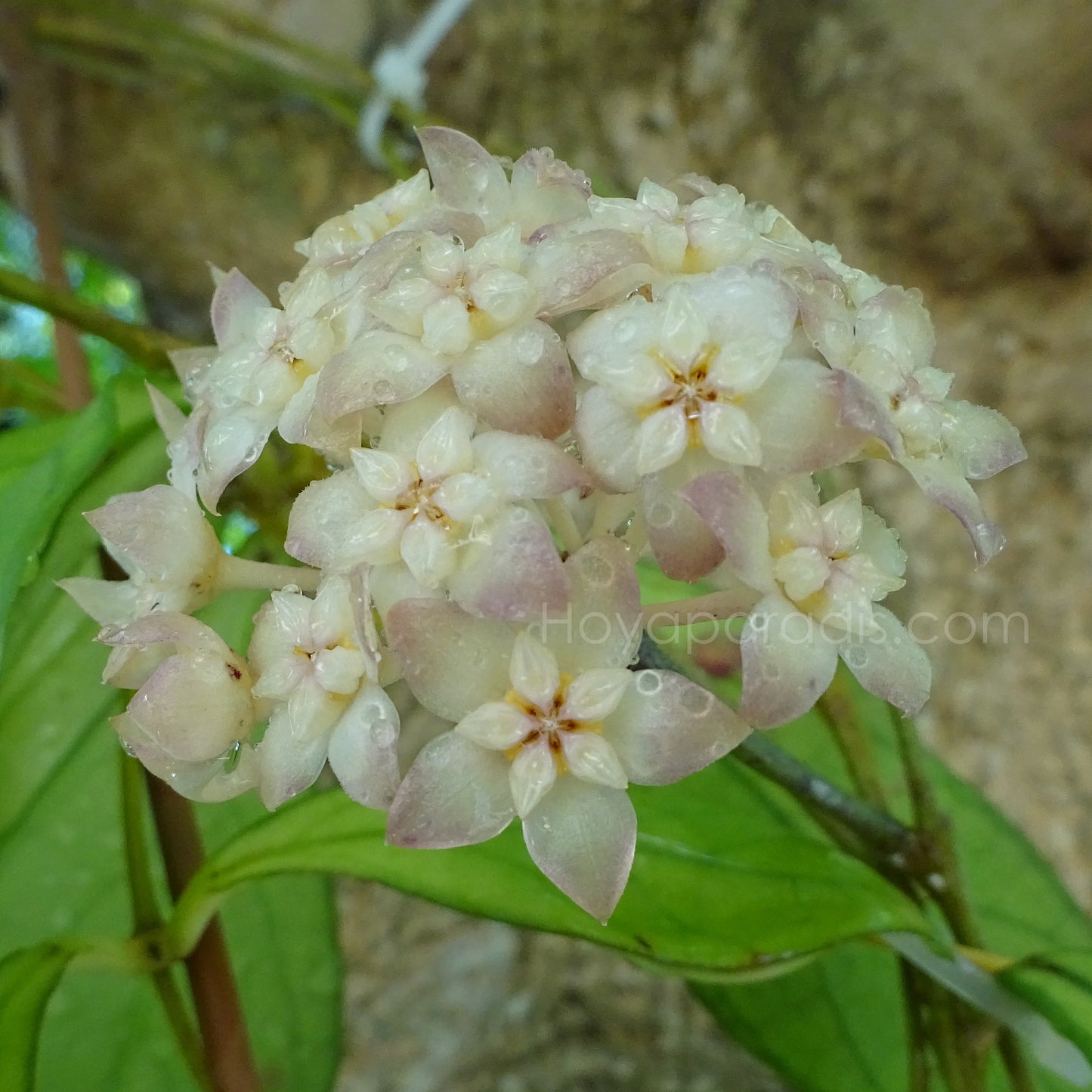 Fleur Hoya hainanensis Danang Vietnam Hoyaparadis.com Guadeloupe