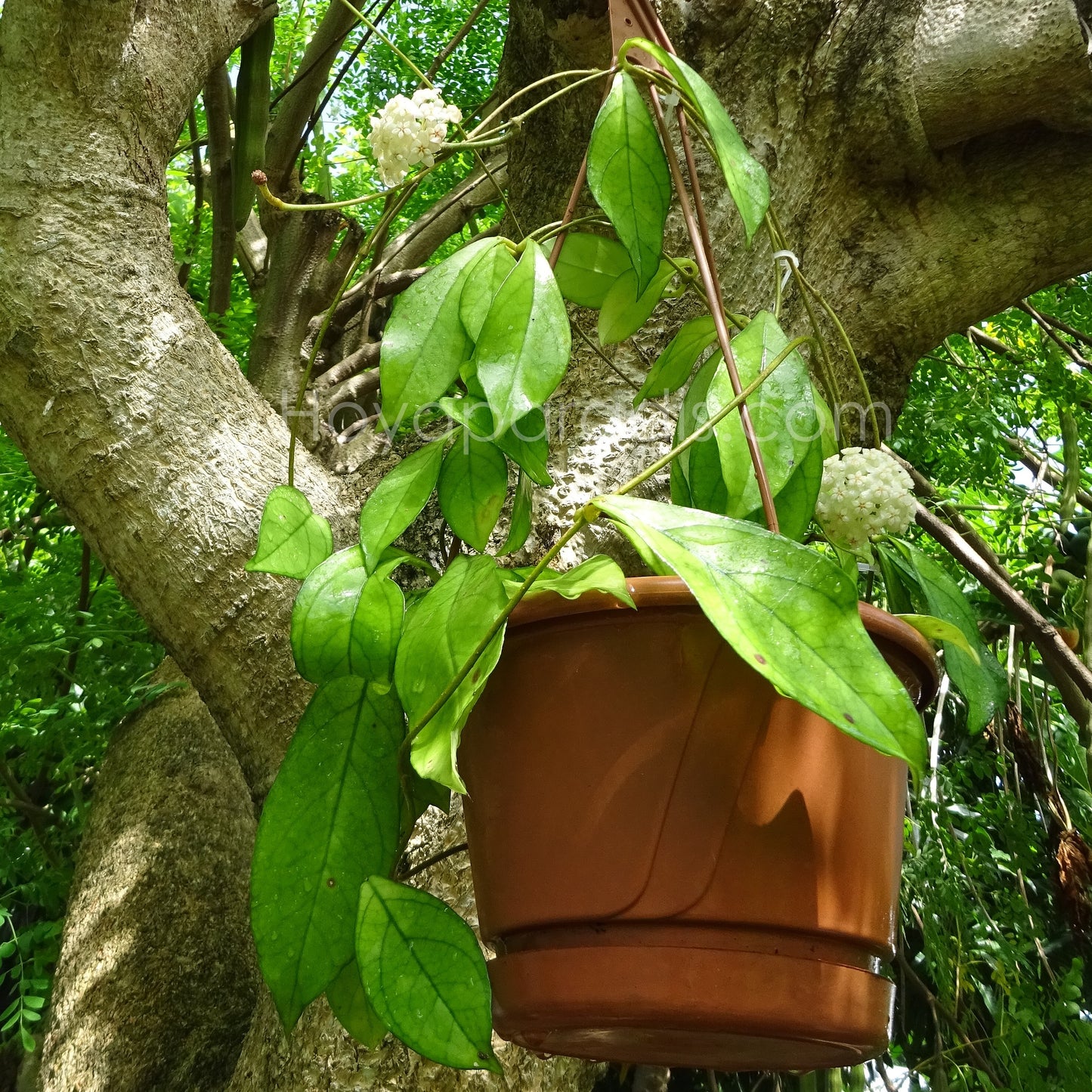 Hoya hainanensis Danang Vietnam au feuillage luxuriant, plante tropicale exotique proposée par Hoya Paradis en Guadeloupe