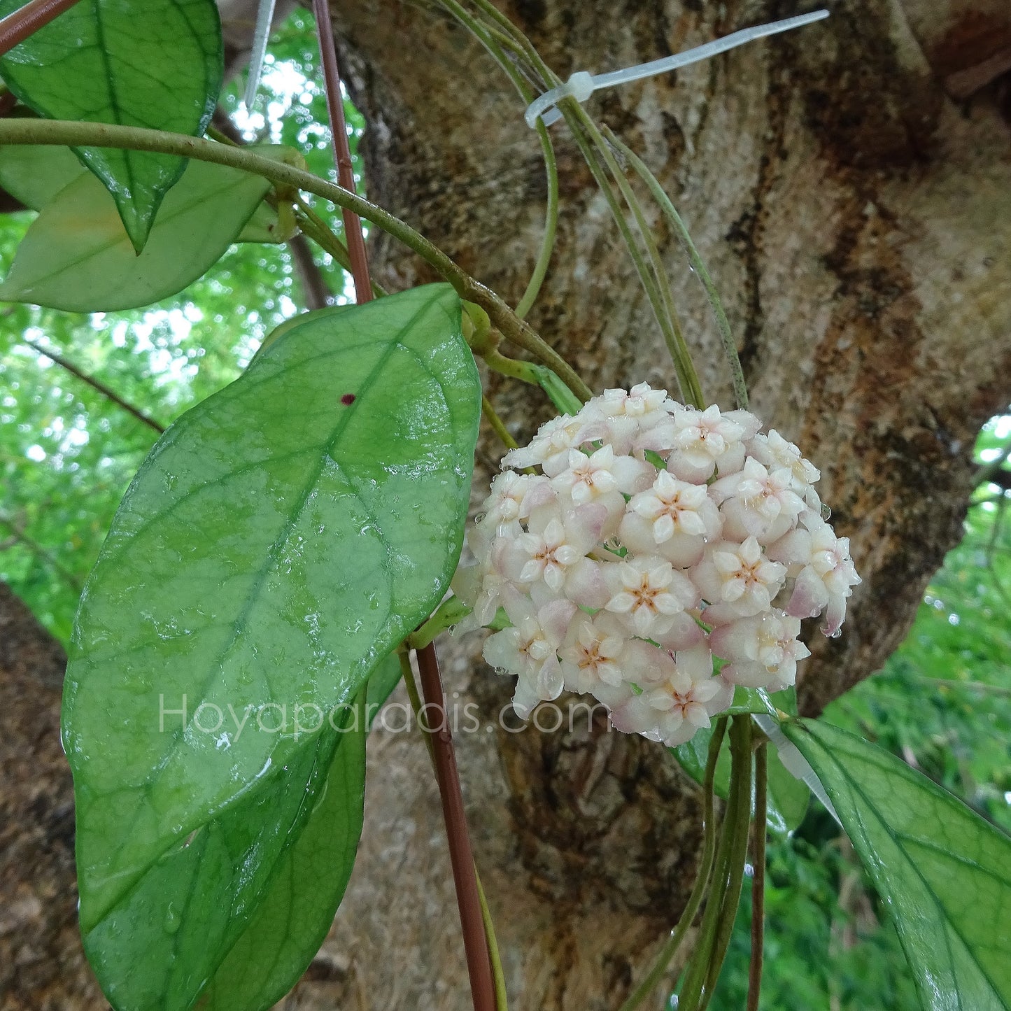 Fleur Hoya hainanensis Danang Vietnam Hoyaparadis.com Guadeloupe