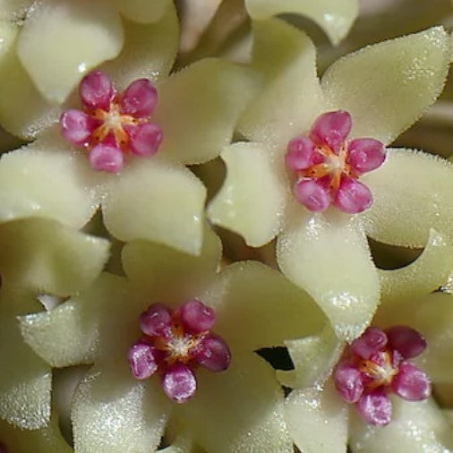 Fleur Hoya hanhiae yellow hoyaparadis.com Guadeloupe