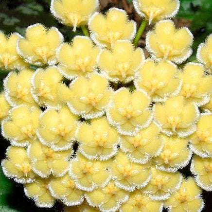 Fleur Hoya imbricata (rare) hoyaparadis.com Guadeloupe