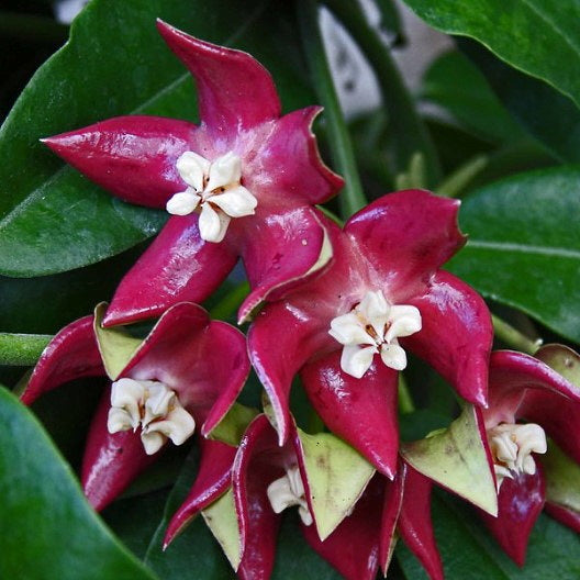 Fleur Hoya imperialis red hoyaparadis.com Guadeloupe