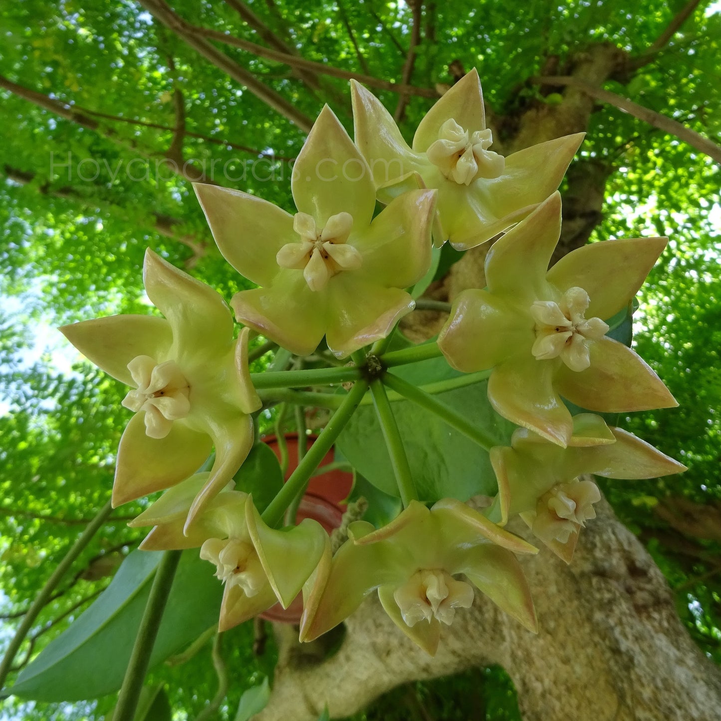 Fleur Hoya imperialis Palawan (rare) Hoyaparadis.com Guadeloupe