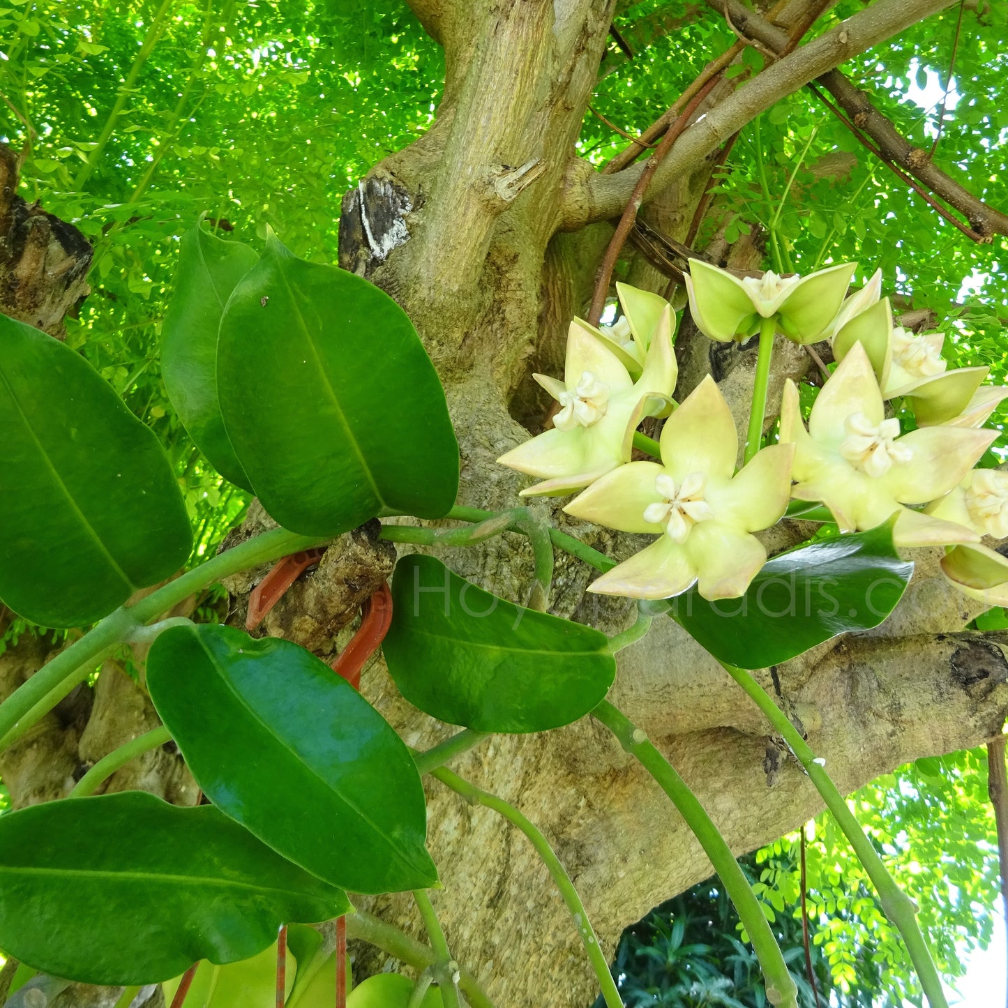 Hoya imperialis Palawan (rare) au feuillage luxuriant, plante tropicale exotique proposée par Hoya Paradis en Guadeloupe
