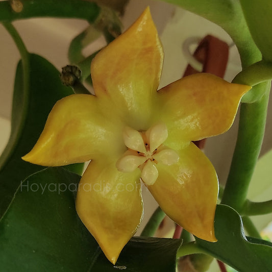 Fleur Hoya imperialis Palawan (rare) Hoyaparadis.com Guadeloupe