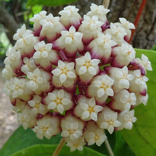 Fleur Hoya cv Jennifer hoyaparadis.com Guadeloupe