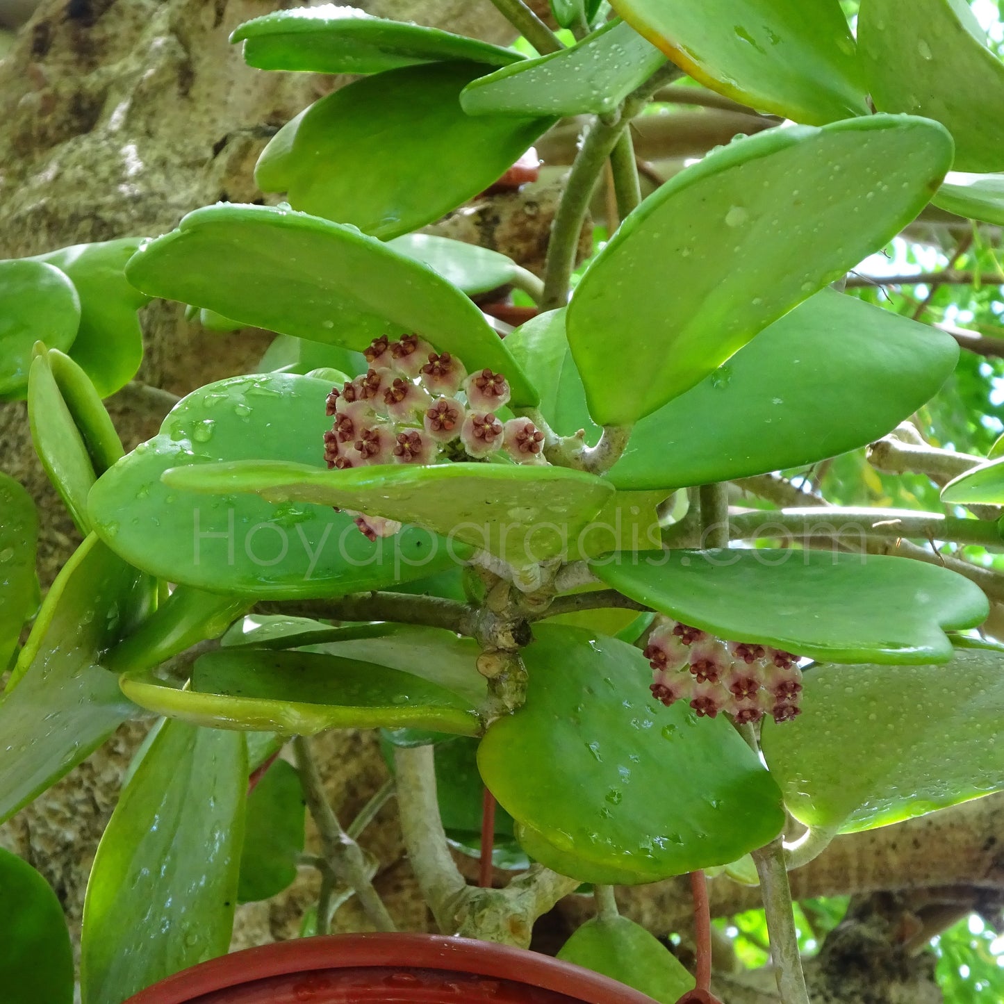 Hoya kerrii au feuillage décoratif, plante tropicale cultivée par Hoya Paradis en Guadeloupe