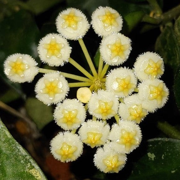 Fleur Hoya krohniana Eskimo hoyaparadis.com Guadeloupe
