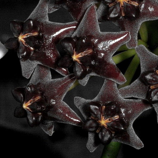 Fleur Hoya lobbii Black Flowers hoyaparadis.com Guadeloupe