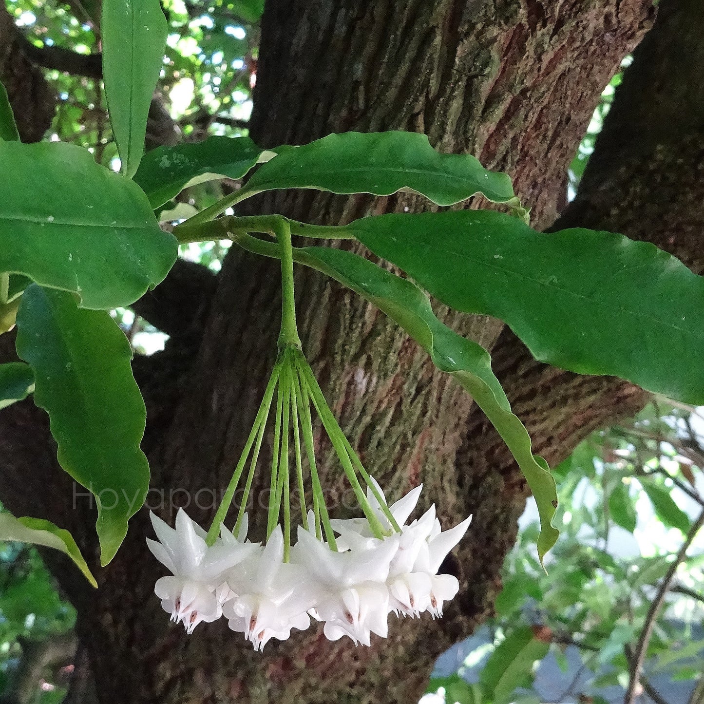 Fleur Hoya lockii (rare) Hoyaparadis.com Guadeloupe