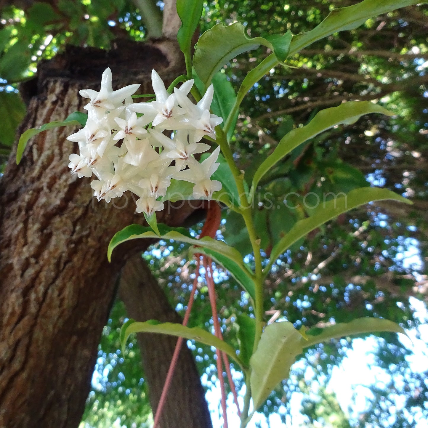 Plante Hoya lockii (rare) Hoyaparadis.com Guadeloupe