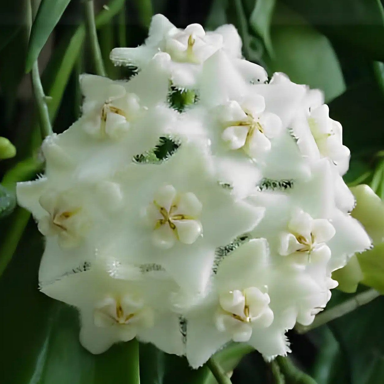 Fleur Hoya longifolia (rare) hoyaparadis.com Guadeloupe