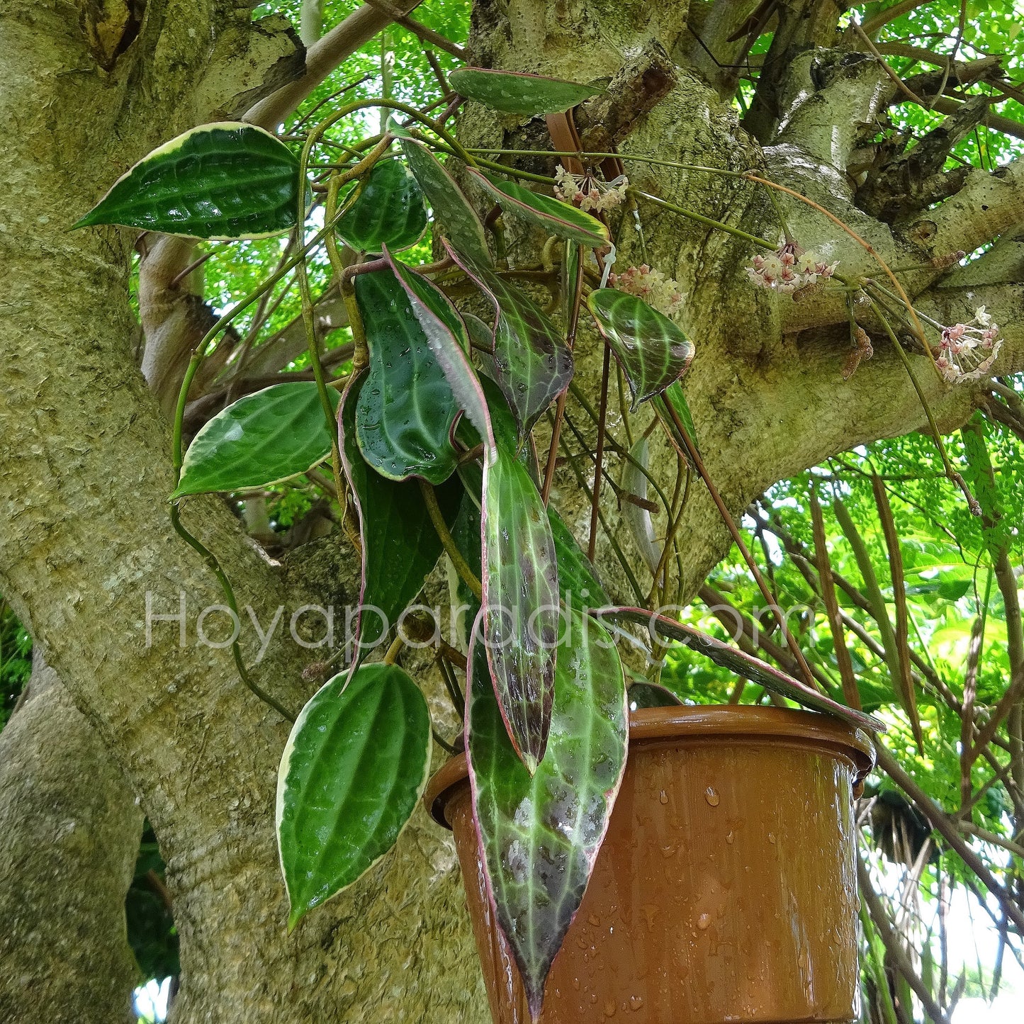 Hoya macrophylla au feuillage variegata, plante tropicale exotique proposée par Hoya Paradis en Guadeloupe