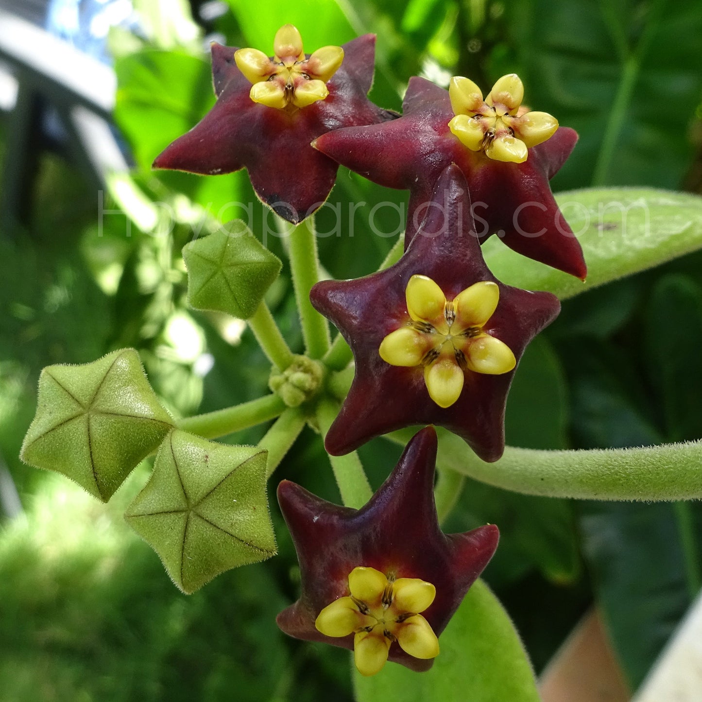Fleur Hoya Eriostemma madulidii Hoyaparadis.com Guadeloupe