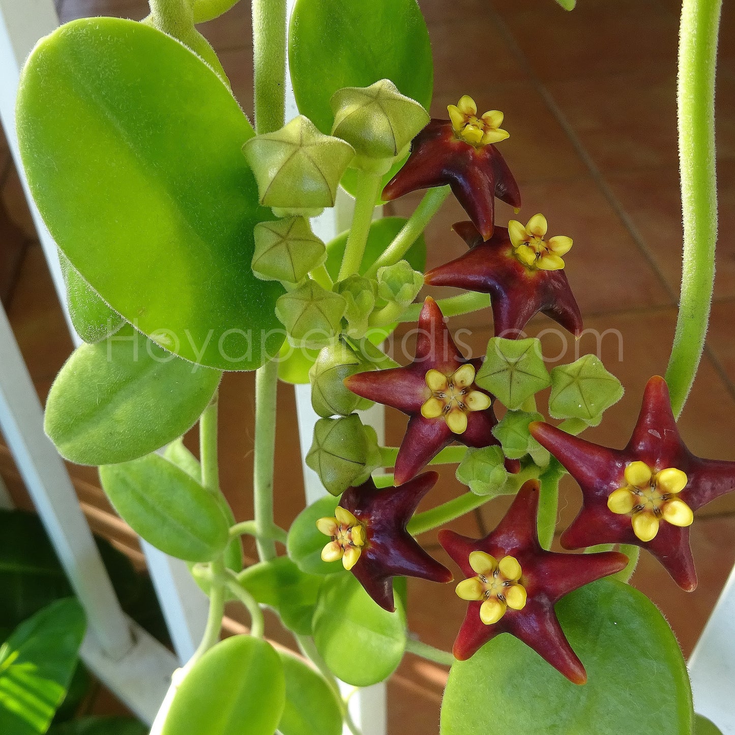 Fleurs et feuillage de Hoya Eriostemma madulidii proposé par Hoya Paradis en Guadeloupe