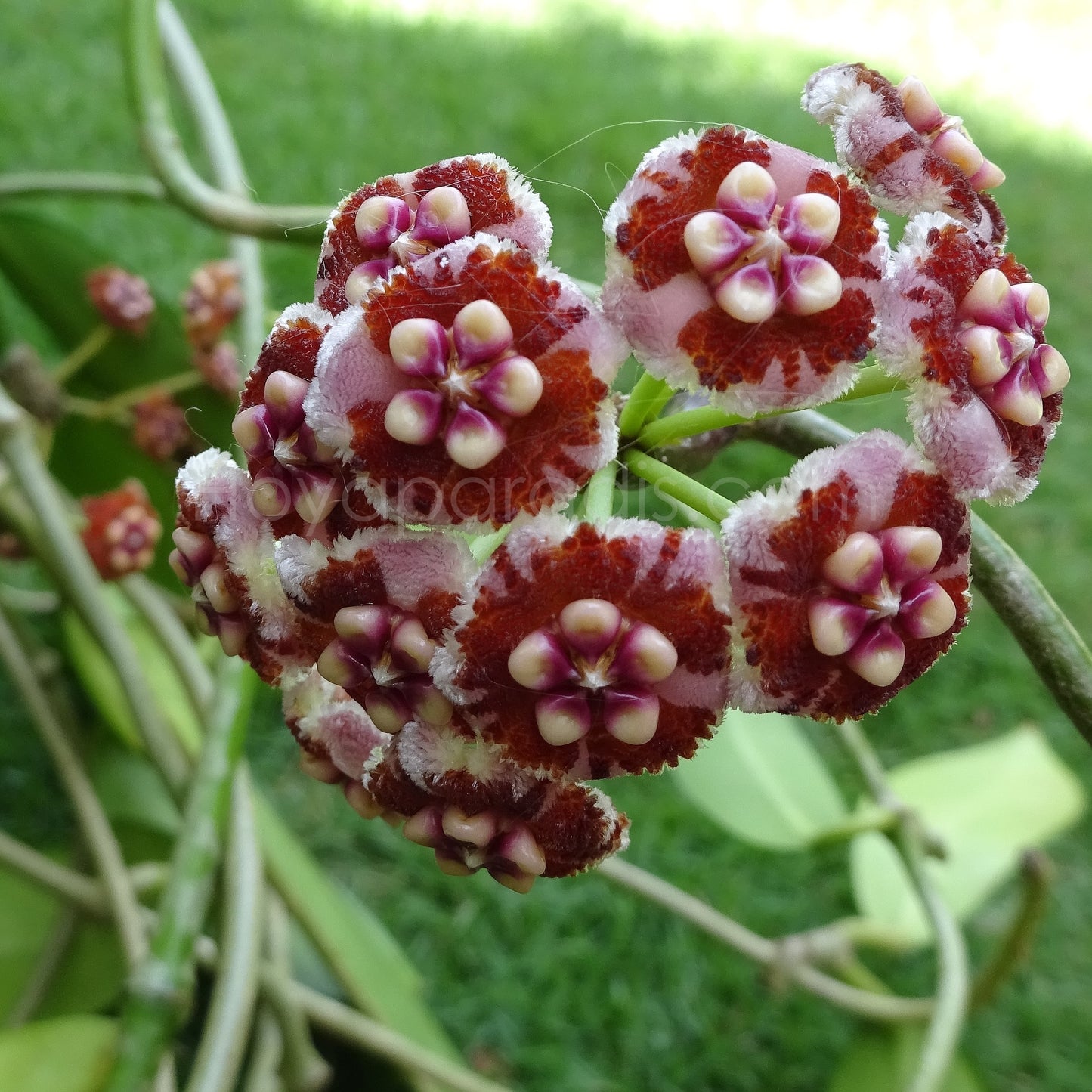 Fleur de Hoya méliflua – Hoya Paradis en Guadeloupe