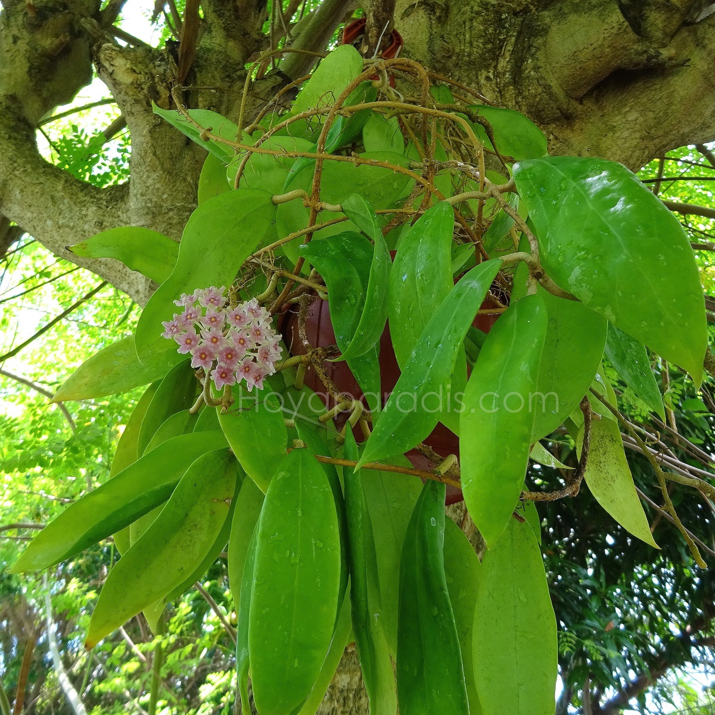 Hoya sp miari jaya 58 au feuillage luxuriant, plante tropicale exotique proposée par Hoya Paradis en Guadeloupe