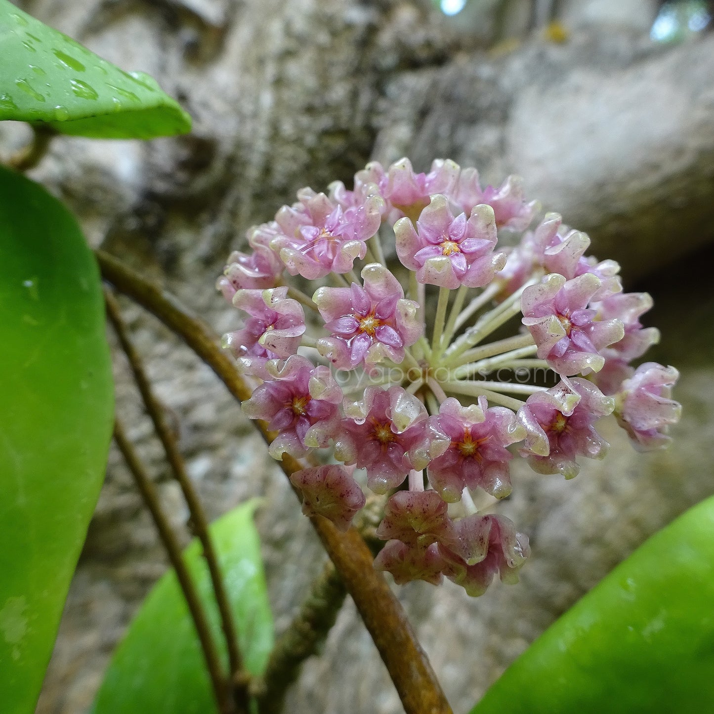 Fleur Hoya sp miari jaya 58 Hoyaparadis.com Guadeloupe