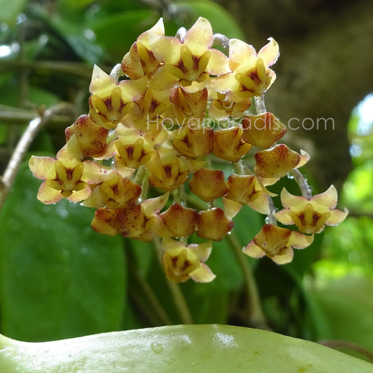 Fleur Hoya micrantha "big leaves" (rare) Hoyaparadis.com Guadeloupe