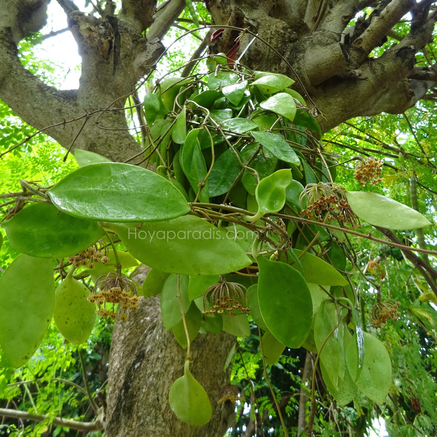 Hoya micrantha big leaves (rare) au feuillage luxuriant, plante tropicale exotique proposée par Hoya Paradis en Guadeloupe