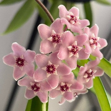 Fleur Hoya cv Minibelle hoyaparadis.com Guadeloupe