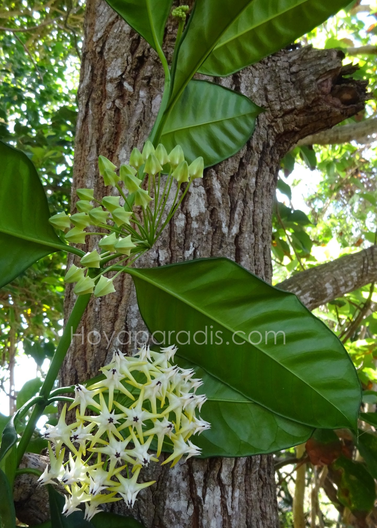 Plante Hoya Multiflora Hoyaparadis.com Guadeloupe