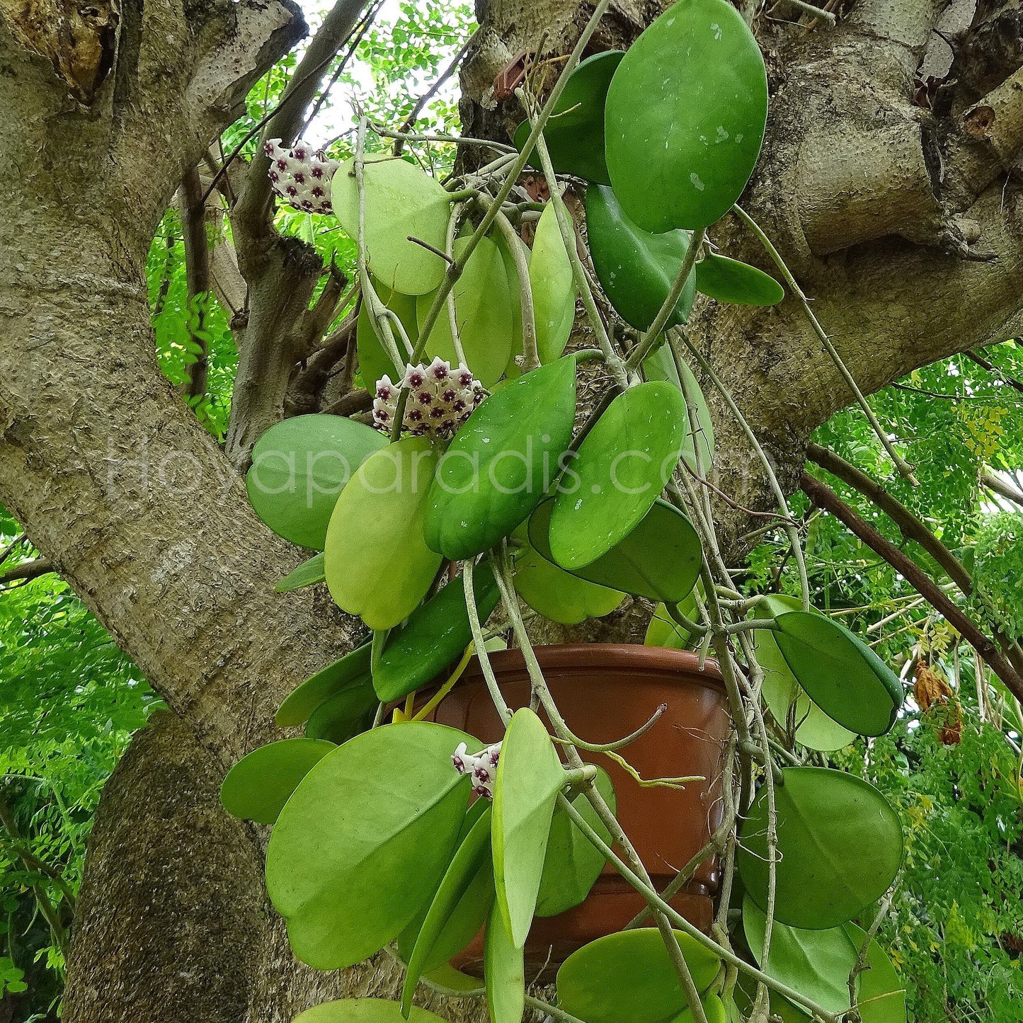 Plante Hoya obovata Hoyaparadis.com Guadeloupe