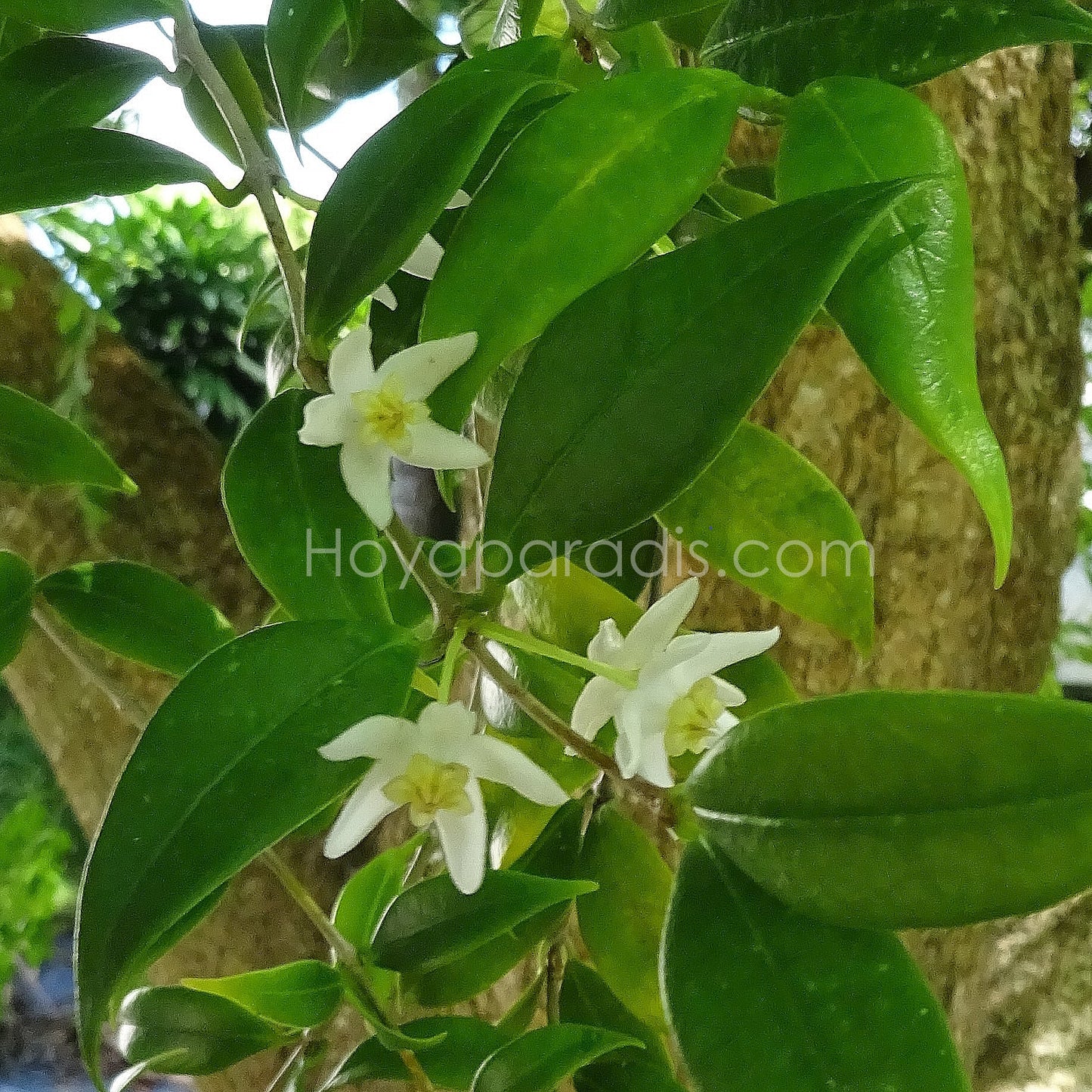 Fleur Hoya odorata Hoyaparadis.com Gadeloupe