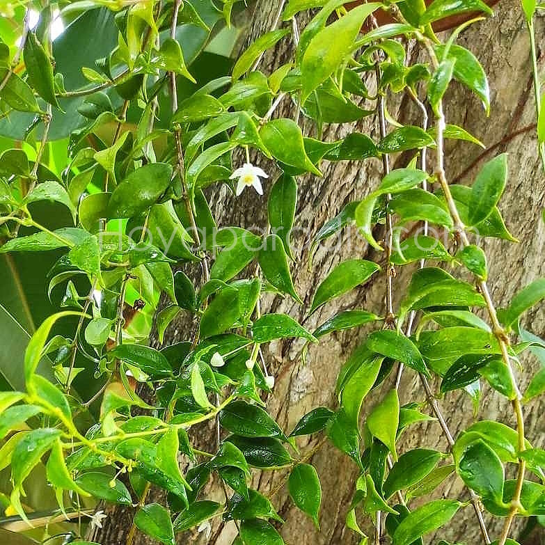 Hoya odorata au feuillage luxuriant, plante tropicale exotique proposée par Hoya Paradis en Guadeloupe