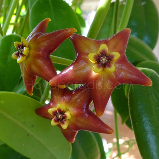 Fleur Hoya Eriostemma cv optimistic Hoyaparadis.com Guadeloupe
