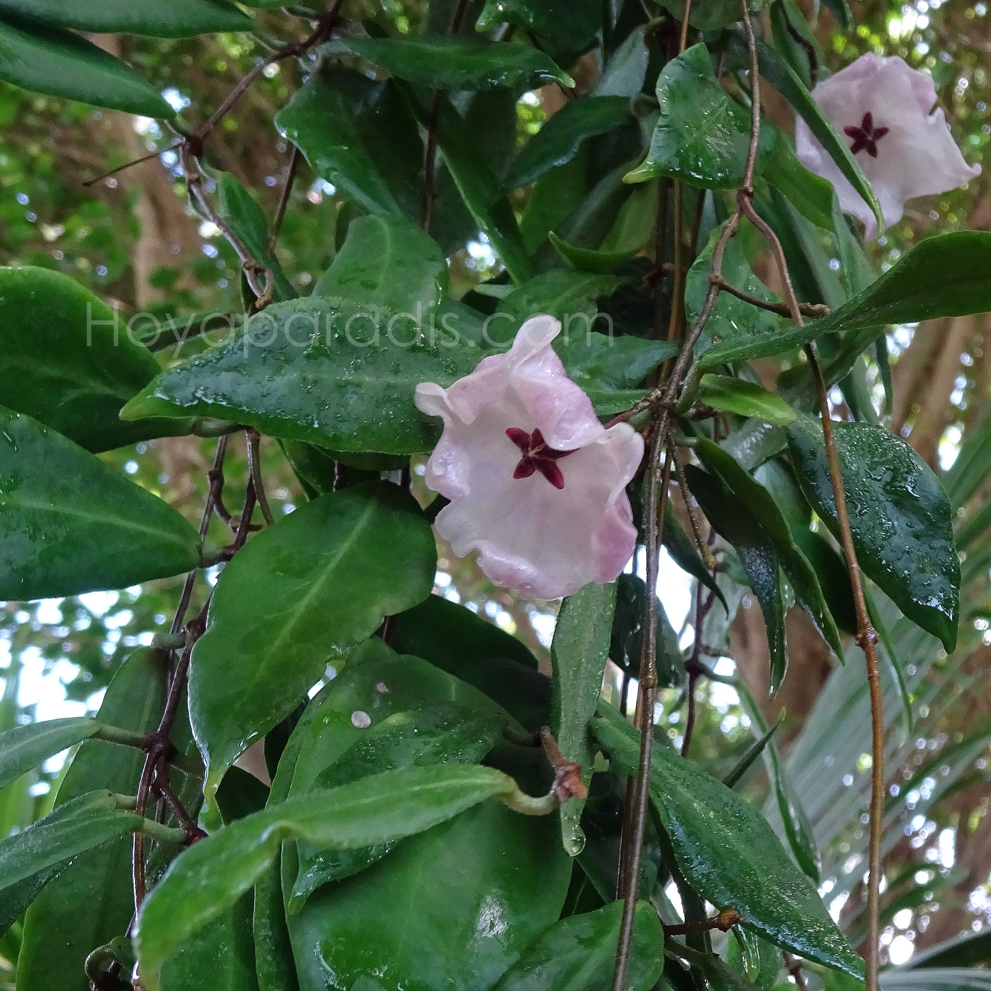 Fleur Hoya patella pink Hoyaparadis.com Guadeloupe