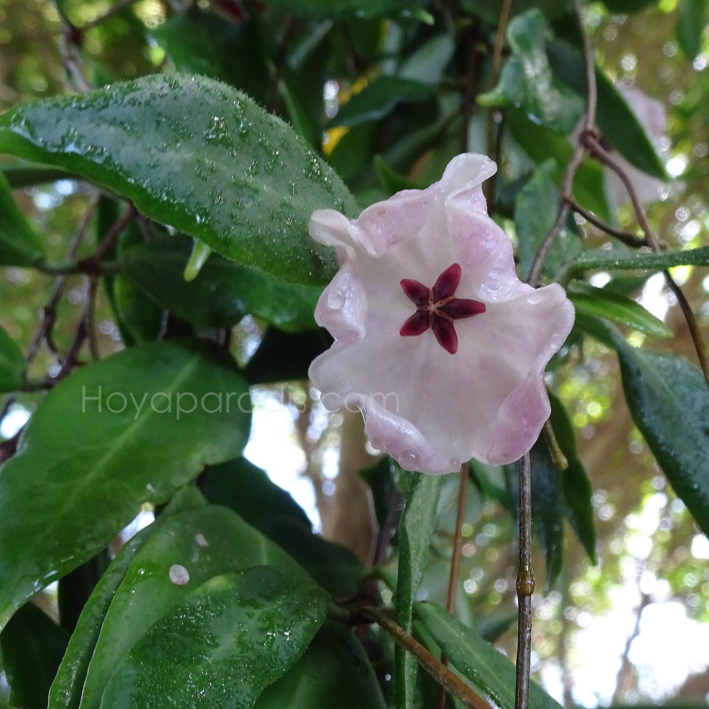 Fleur Hoya patella pink Hoyaparadis.com Guadeloupe