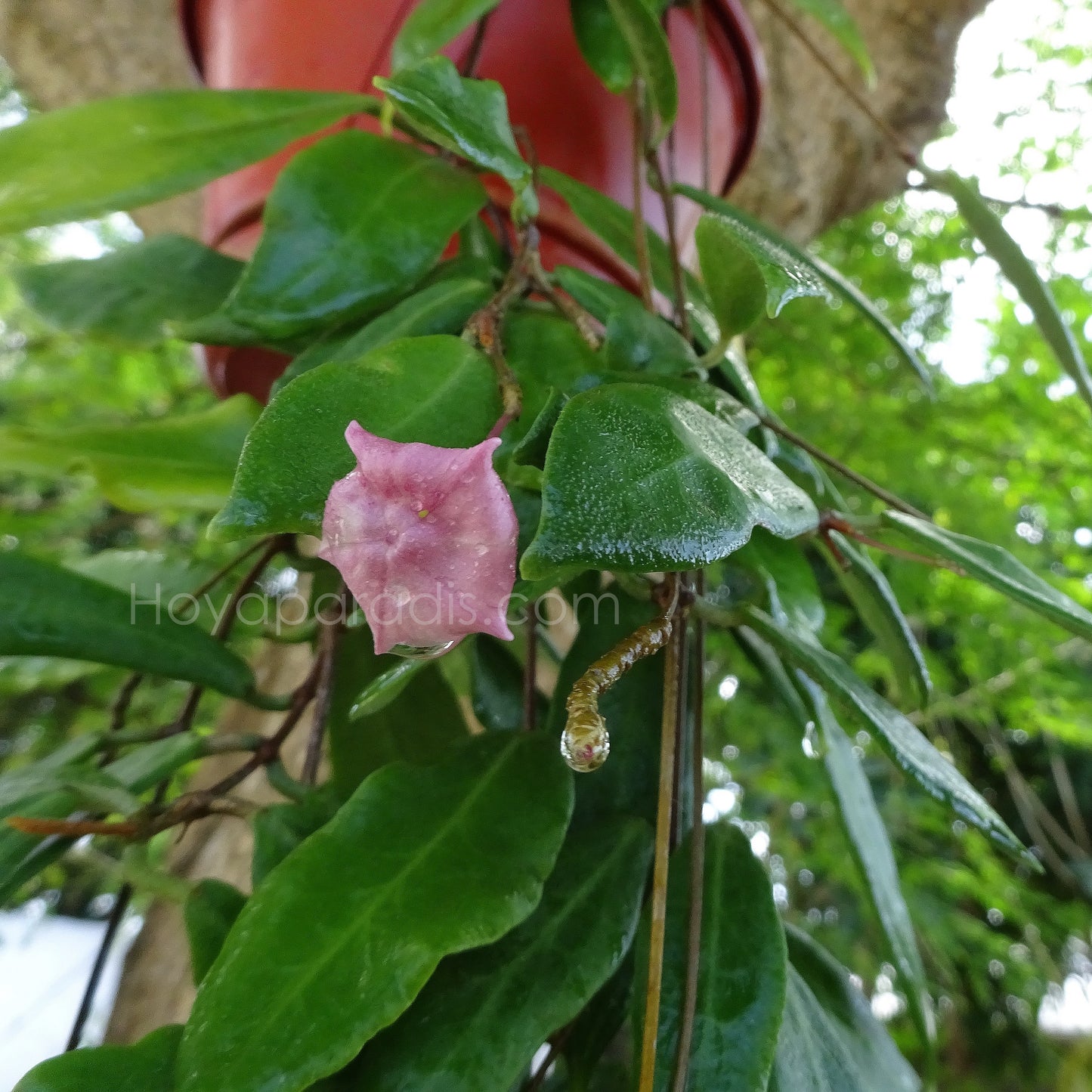 Plante Hoya patella pink Hoyaparadis.com Guadeloupe