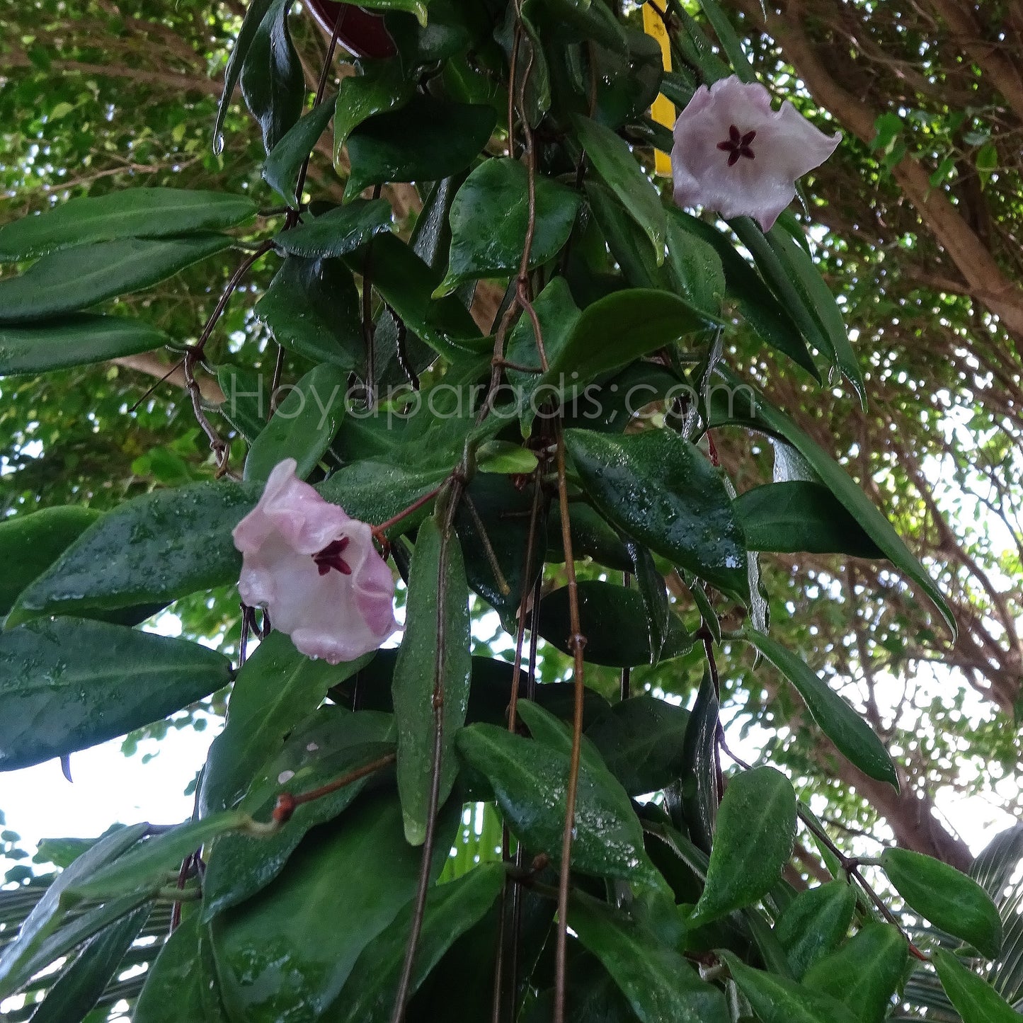 Plante Hoya patella pink Hoyaparadis.com Guadeloupe