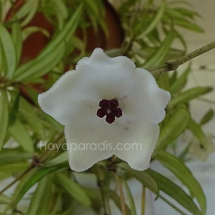Fleur Hoya pauciflora Hoyaparadis.com Guadeloupe