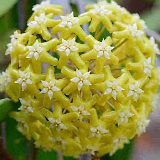 Fleur Hoya pentaphlebia hoyaparadis.com Guadeloupe