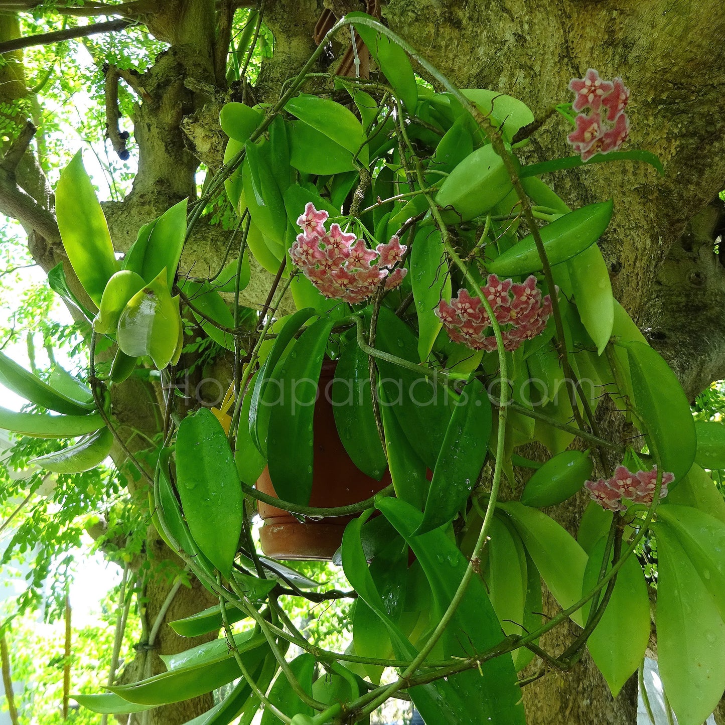 Hoya pubicalyx Pink Dragon au feuillage luxuriant, plante tropicale exotique proposée par Hoya Paradis en Guadeloupe