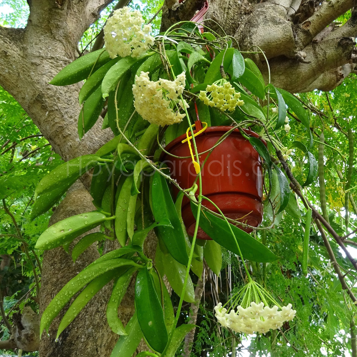 Hoya pubicalyx white dragon ou hoya celata au feuillage luxuriant, plante tropicale exotique proposée par Hoya Paradis en Guadeloupe