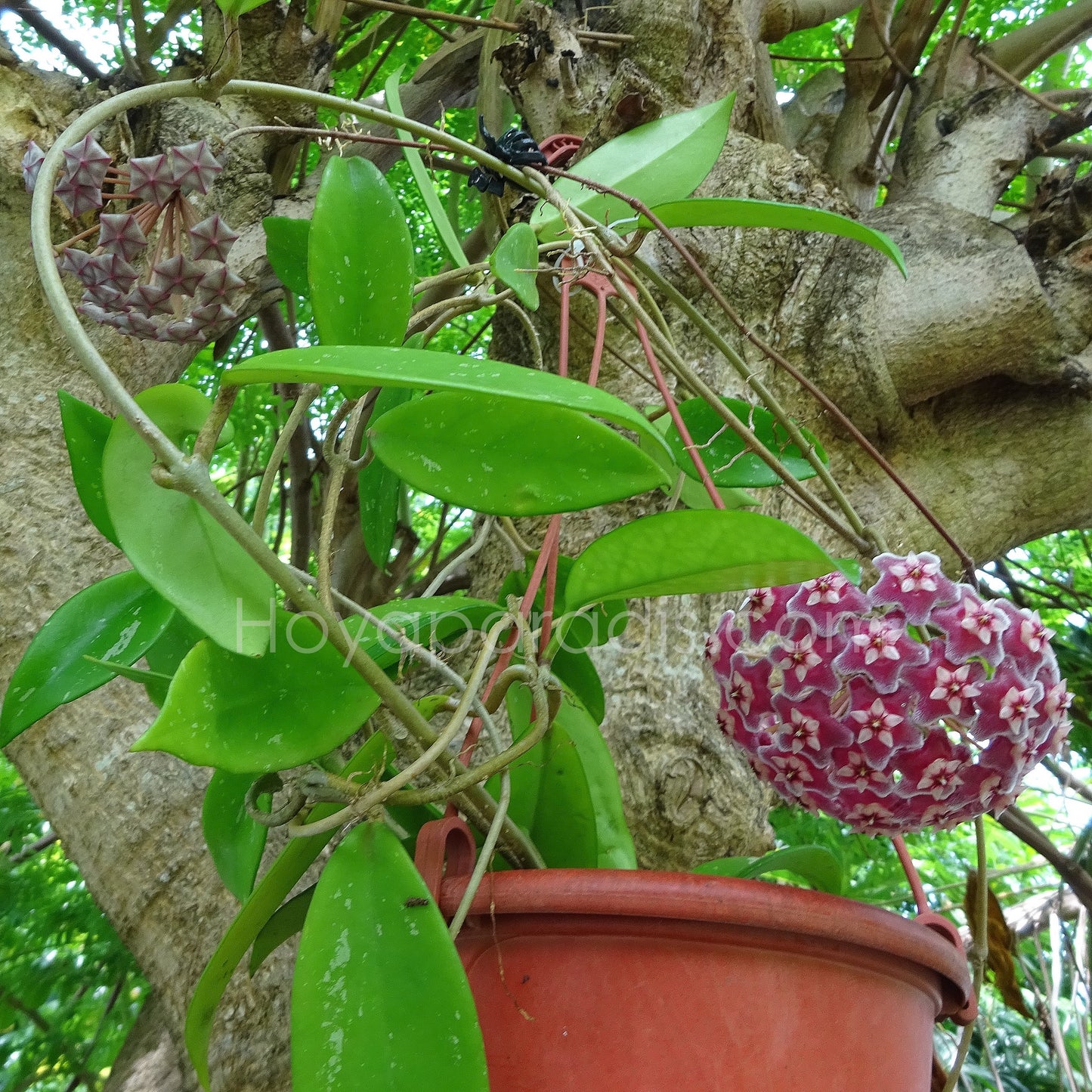Hoya pubicalyx Silver Pink au feuillage luxuriant, plante tropicale exotique proposée par Hoya Paradis en Guadeloupe