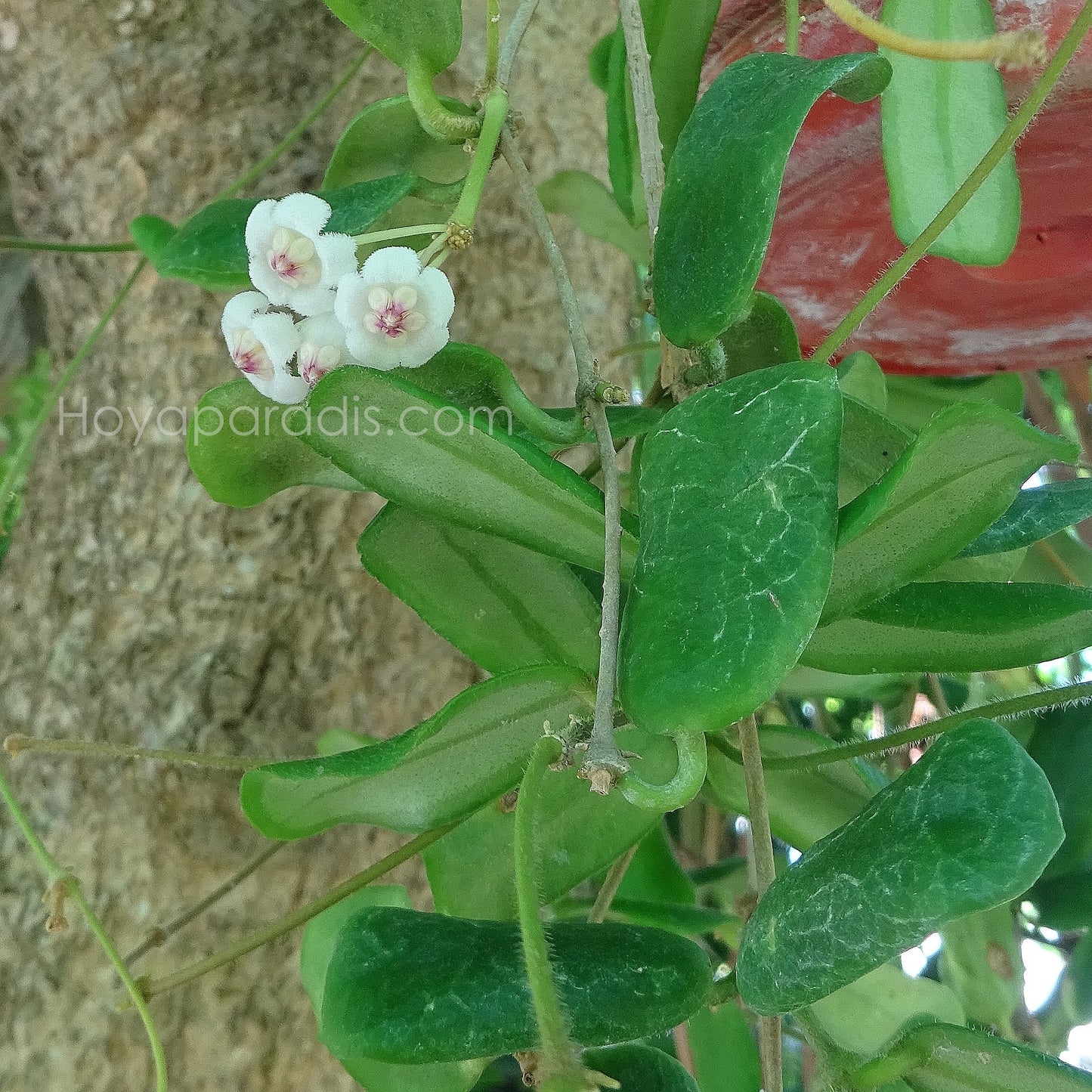 Hoya rotundiflora au feuillage luxuriant, plante tropicale exotique proposée par Hoya Paradis en Guadeloupe