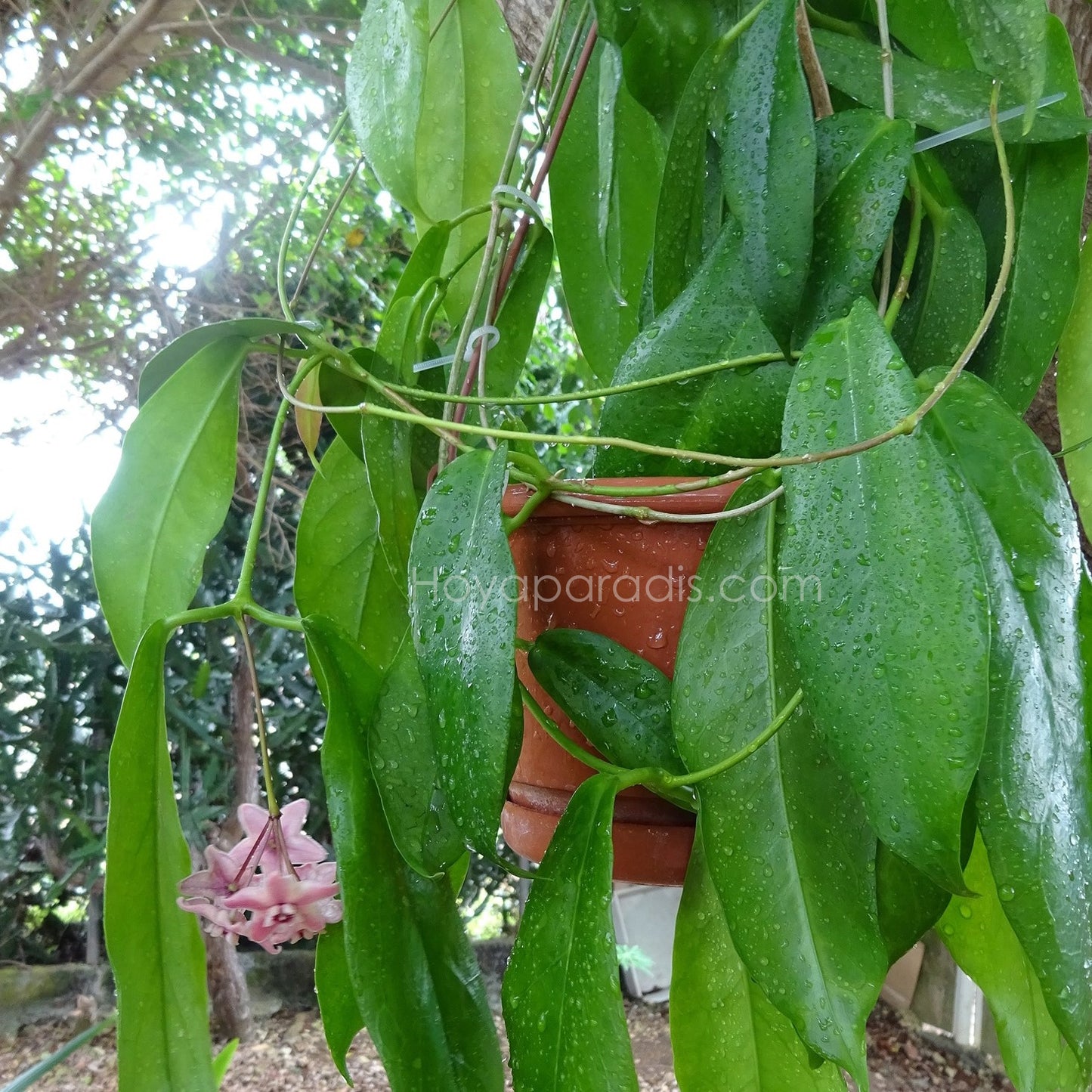 Hoya subcalva ou IML 404 au feuillage luxuriant, plante tropicale exotique proposée par Hoya Paradis en Guadeloupe