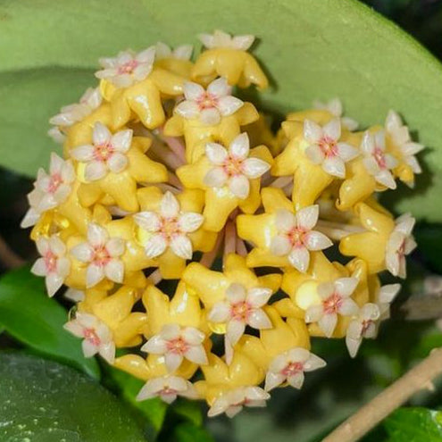Fleur Hoya vitellina – Hoya Paradis en Guadeloupe