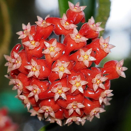 Fleur Hoya ilagiorum orange Hoyaparadis.com Guadeloupe