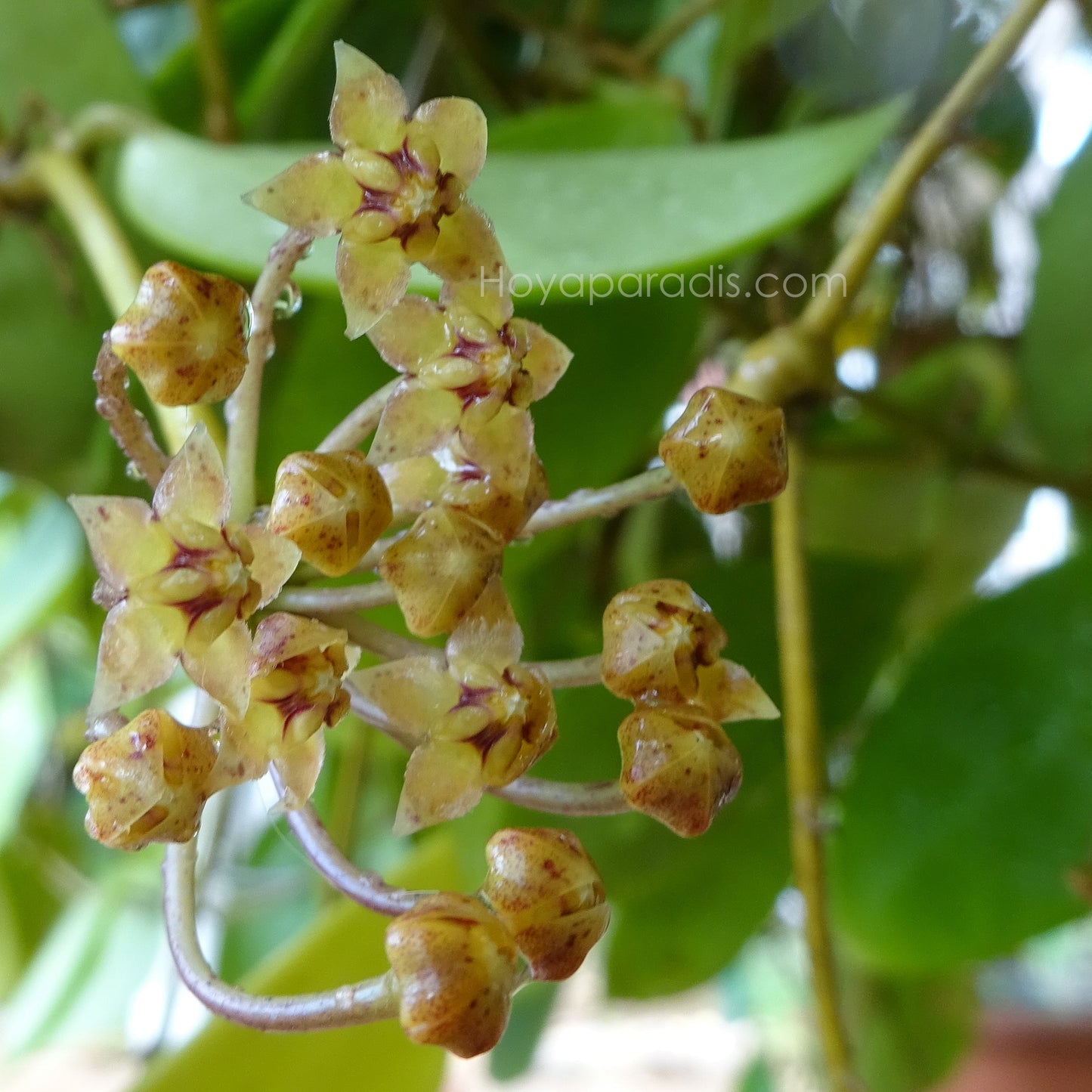 Fleur Hoya micrantha "big leaves" (rare) Hoyaparadis.com Guadeloupe