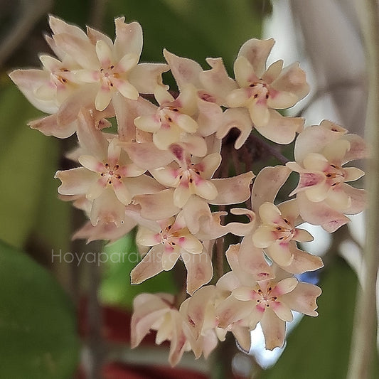 Fleur Hoya uncinata (rare) hoyaparadis.com Guadeloupe
