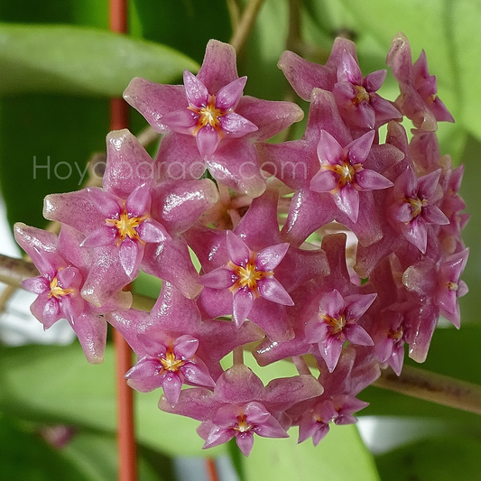 Fleur Hoya sp miari jaya 58 Hoyaparadis.com Guadeloupe
