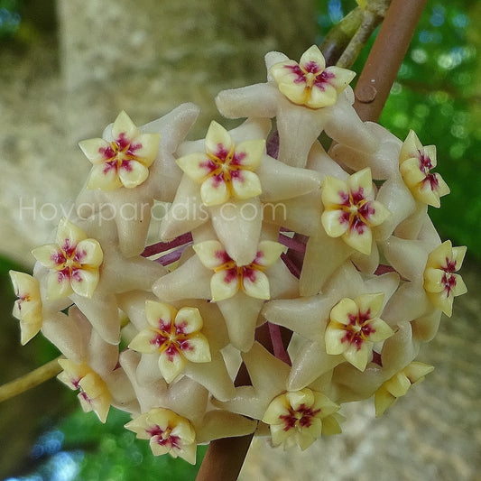 Fleur Hoya limoniaca Hoyaparadis.com Guadeloupe