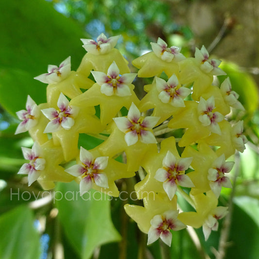 Fleur Hoya sp BP 01 – Hoya Paradis en Guadeloupe