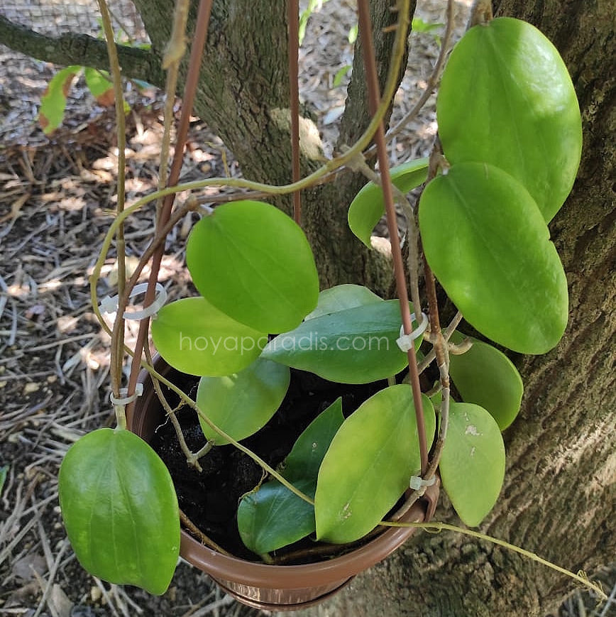 Plante Hoya aldrichii ou IML 1418 proposée par Hoya Paradis